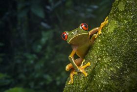 Belize Red Eyed Tree Frog – Best Places In The World To Retire – International Living